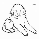 Coloring Pages Dog Newfoundland Puppy Drawing Color Printable Easy Fluffy Dogs Cute Cliparts Puppies Clipart Kids Newfie Christmas Line Russell sketch template