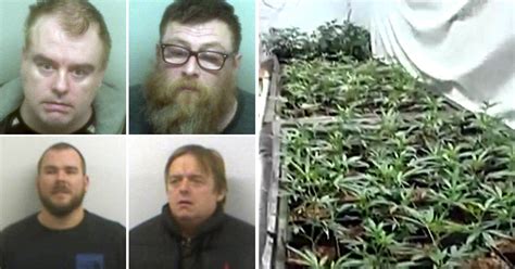 kent and norfolk cannabis gang grew britain s biggest