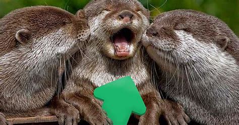 Otters With Upvotes Album On Imgur