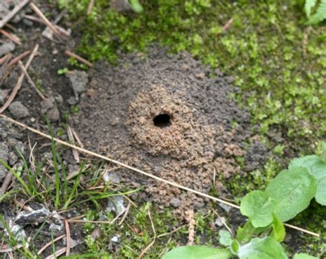 solitary bees  yards  temporary nuisance msu extension