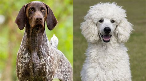 german shorthaired pointer poodle mix