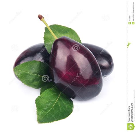 sweet plums stock image image  prune green plum