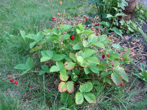 filewhole wild strawberry plant uk jpg wikipedia
