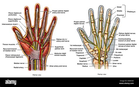 anatomie der hand stockfotografie alamy