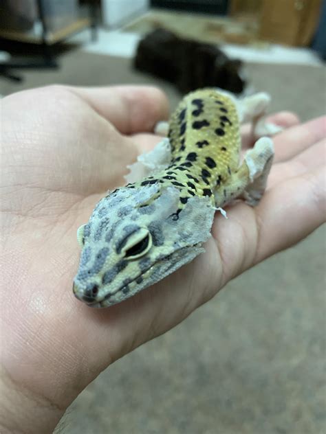 im  scared   leopard gecko  month