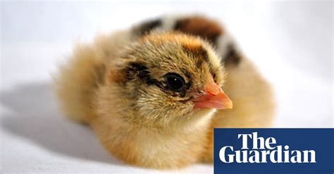 Talking Chickens Hatching A Plan Life And Style The Guardian