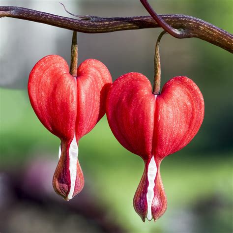 red bleeding heart plants  sale dicentra valentine easy  grow bulbs