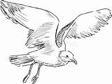 Meeuw Gabbiano Vliegende Volo Gull sketch template