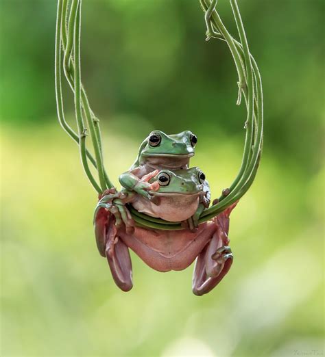 cute frogs frog frog pictures