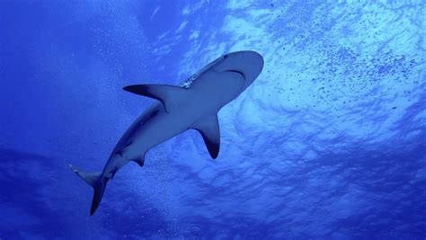 scientists have a lot to learn from sharks