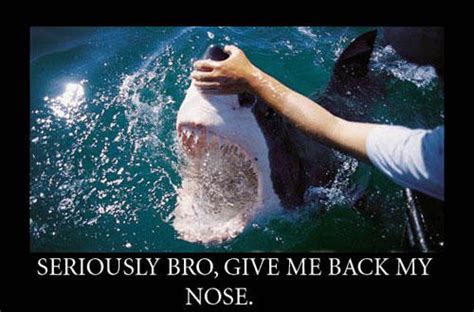 funny shark quotes quotesgram