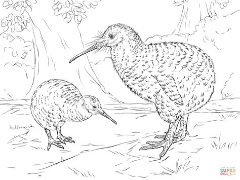great spotted kiwi coloring page  printable coloring pages