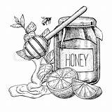Honey Drawing Sketch Lemon Pot Spoon Wooden Jar Vector Mint Hon Paintingvalley sketch template