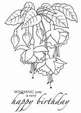 Fuchsia sketch template