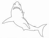 Shark Coloring Pages Great Printable Kids sketch template
