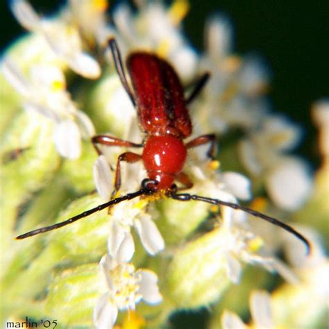 longhorn beetle batyle suturalis north american