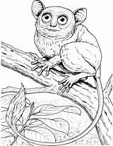 Monkey Coloring Pages Marmoset Big Eyed Tarsier Pygmy Monkeys Small Color Printable Designlooter Squirrel 2027 87kb Hanging Tree Drawings sketch template