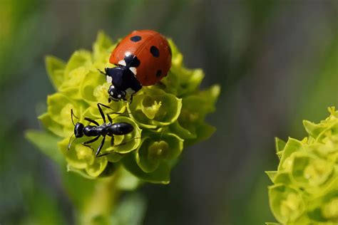 ladybugs  eat ants insects planet