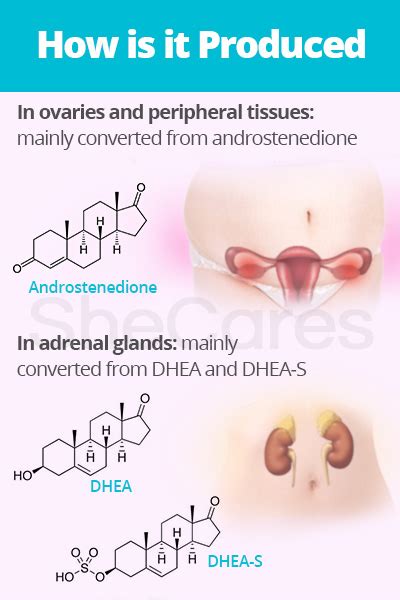 Testosterone Production Glands And Receptors Shecares