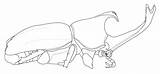 Beetle Rhino Rhinoceros Drawing Getdrawings sketch template