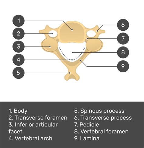 diagram cervical vertebrae zohebtapashya