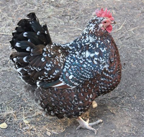 speckled sussex chicken breed falcone family farms blog