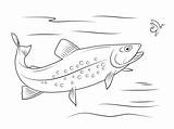 Trout Trucha Trota Trote Salmerino Truchas Pintar Manantial Fontana Pesce Zoey Peces Puntos Animali sketch template