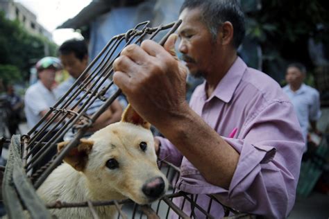 china dog meat festival   key opening  protests nbc news
