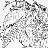 Starlings sketch template