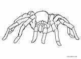 Minecraft Spider Coloring Pages Getdrawings sketch template