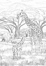 Safari Pages Coloring Favoreads Adult Animals Colouring Adults Animal Printable Drawings Color Club Gracies Kids Drawing Sheets Sits Leopard Tree sketch template
