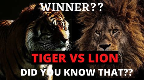 Lion Vs Tiger Who Will Win In A Fight Youtube