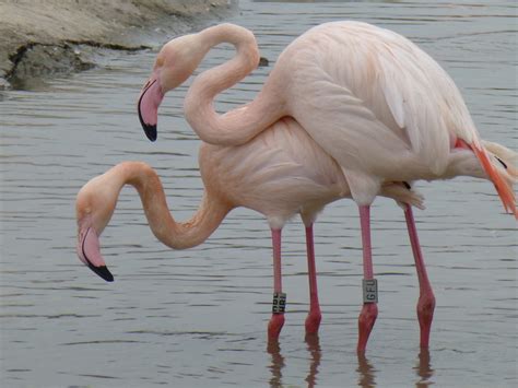 bulu burung flamingo merah muda mongabaycoid mongabaycoid