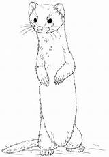 Stoat Weasels Designlooter Tailed sketch template