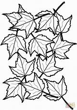 Coloriage Feuilles Foliage Cooloring Getcolorings Supercoloring Clipartmag Rocks sketch template