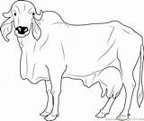 Coloring Cow Pages Drawing Line Cows Coloringpages101 Kids Getdrawings Online sketch template