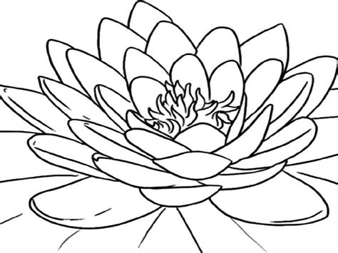 lotus flower coloring page  adults  worksheets
