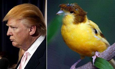 is this donald trump s new apprentice the canary with a