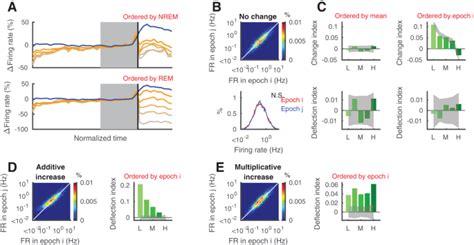 Neuronal Firing Rates Diverge During Rem And Homogenize During Non Rem