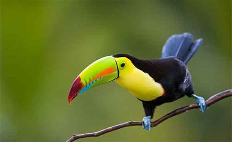 monteverde cloud forest reserve wildlife location in costa rica latin america wildlife worldwide