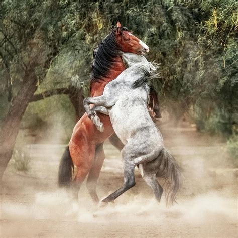 wild horses rearing  play fighting photograph  susan schmitz