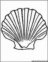 Coloring Clam Scallop Seashell Shells Preschoolers Coloringbay sketch template