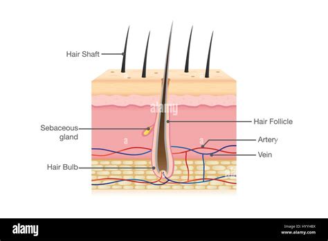 human hair anatomy stock vector art illustration vector image