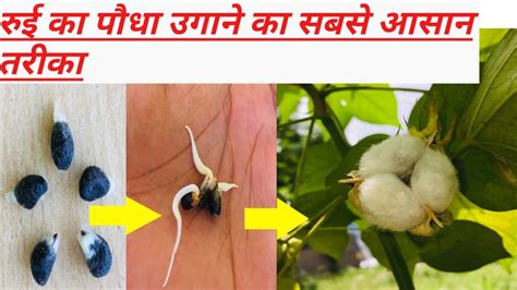 grow cotton plant  seed  home youtube