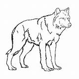 Wolf Drawing Getdrawings Pups Coloring sketch template