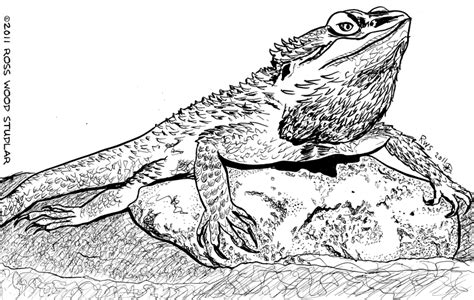 bearded dragon lizard coloring pages