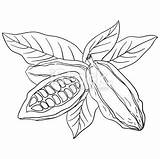 Bean Cacao Cocoa Coloring Template Sketch sketch template