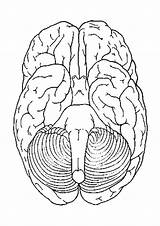Cerebro Abajo Gehirn Cervello Hersenen Onder Unteransicht Kleurplaat Malvorlage Educima Educolor Vistas Visitar Stampare sketch template