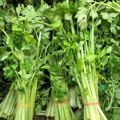 celery chinese grow heirloom seed