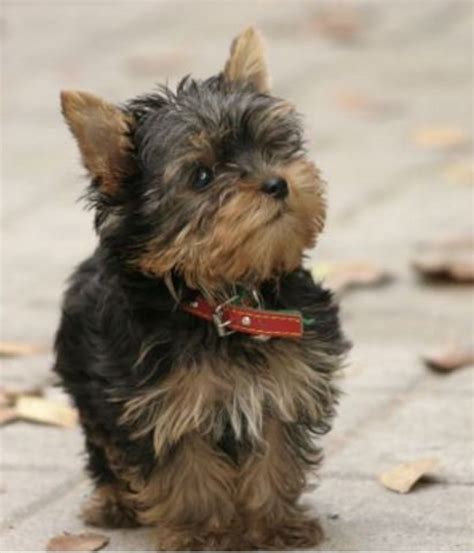 facts  teacup dog breeds prospective buyers   pethelpful